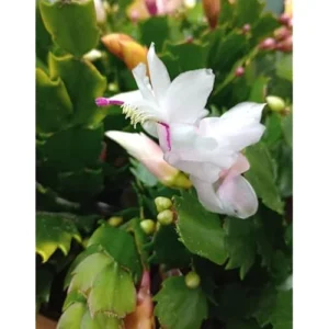 Christmas Cactus Zygocactus - 3 Inch Pot, White Schlumbergera, Live Plant