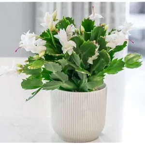 Christmas Cactus Zygocactus - 3 Inch Pot, White Schlumbergera, Live Plant