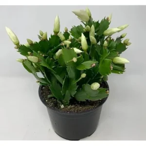 Christmas Cactus Zygocactus - 3 Inch Pot, White Schlumbergera, Live Plant