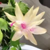Christmas Cactus - Zygocactus Plant 5" Height in 4" Pot - Yellow