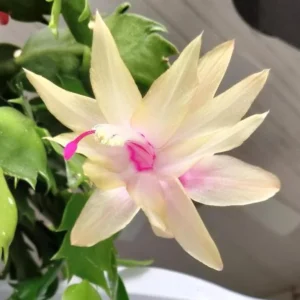 Christmas Cactus - Zygocactus Plant 5