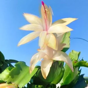 Christmas Cactus - Zygocactus Plant 5