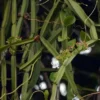 Cissus quadrangularis - Veldt Grape Ivy 2 Pack 2" Pots | Devil's Backbone Herb
