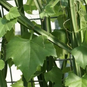 Cissus quadrangularis - Veldt Grape Ivy 2 Pack 2