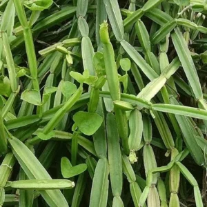 Cissus quadrangularis - Veldt Grape Ivy 2 Pack 2