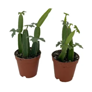 Cissus quadrangularis - Veldt Grape Ivy 2 Pack 2