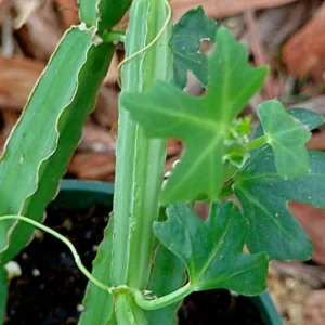 Cissus quadrangularis - Veldt Grape Ivy 2 Pack 2
