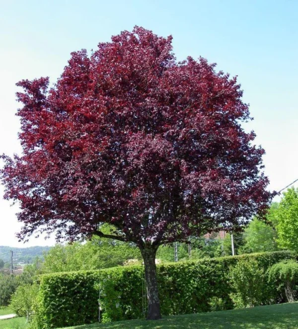Cistena Plum Bare-root 18-24 Inch Tall - Purple San Cherry - Ornamental Shrub - 2-Pack