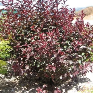 Cistena Plum Bare-root 18-24 Inch Tall - Purple San Cherry - Ornamental Shrub - 2-Pack