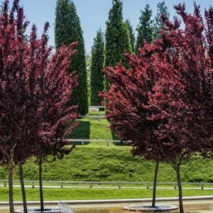 Cistena Plum Bare-root 18-24 Inch Tall - Purple San Cherry - Ornamental Shrub - 2-Pack