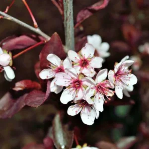 Cistena Plum Bare-root 18-24 Inch Tall - Purple San Cherry - Ornamental Shrub - 2-Pack