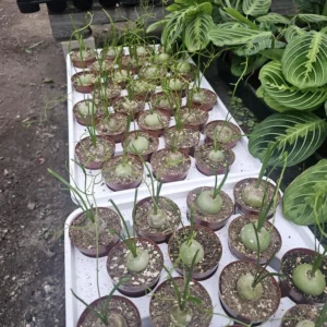 Climbing Onion Plant - Rare Bowiea volubilis - 3in Pot - Unique Vining Succulent