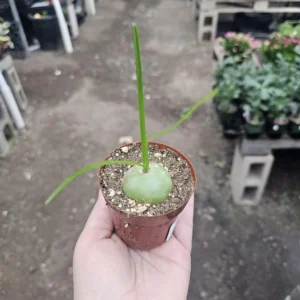 Climbing Onion Plant - Rare Bowiea volubilis - 3in Pot - Unique Vining Succulent