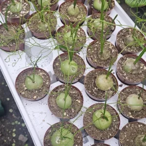 Climbing Onion Plant - Rare Bowiea volubilis - 3in Pot - Unique Vining Succulent