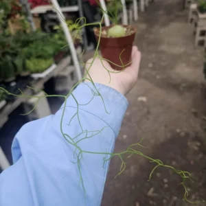 Climbing Onion Plant - Rare Bowiea volubilis - 3in Pot - Unique Vining Succulent