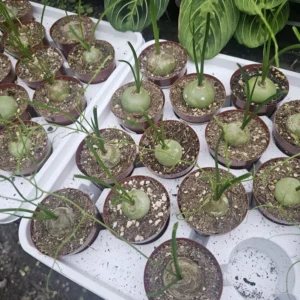 Climbing Onion Plant - Rare Bowiea volubilis - 3in Pot - Unique Vining Succulent