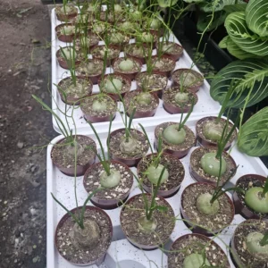 Climbing Onion Plant - Rare Bowiea volubilis - 3in Pot - Unique Vining Succulent