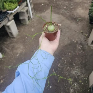 Climbing Onion Plant - Rare Bowiea volubilis - 3in Pot - Unique Vining Succulent