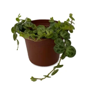 Clone C Peperomia prostrata - Succulent Vining Plant - 2.5