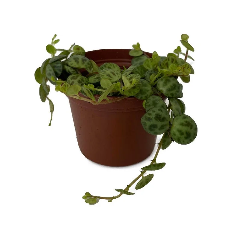 Clone C Peperomia prostrata - Succulent Vining Plant - 2.5" Pot - Collector Series