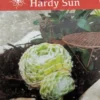 Cobweb Hens & Chicks - Drought-Resistant Succulent in 2.5" Pot for Terrariums