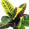 Codiaeum Petra – Colorful Croton Plant in 3" Pot for Indoor/Outdoor Use