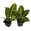 Codiaeum Petra Colorful Croton Plants – 2 Pack in 3" Pots for Indoor & Outdoor Use