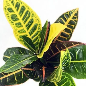 Codiaeum Petra Colorful Croton Plants – 2 Pack in 3