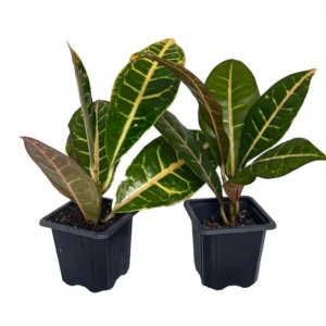 Codiaeum Petra Colorful Croton Plants – 2 Pack in 3