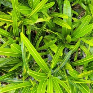 Codiaeum Variegatum Sunny Star Croton Live Plant 7-10 Inches Tall, Variegated