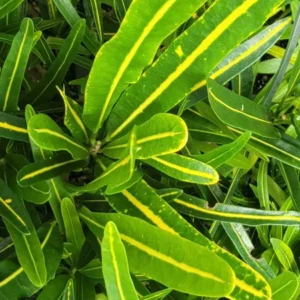 Codiaeum Variegatum Sunny Star Croton Live Plant 7-10 Inches Tall, Variegated