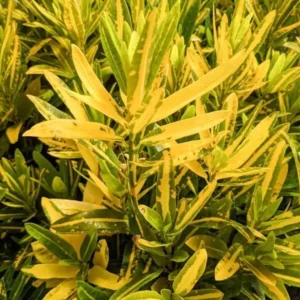 Codiaeum Variegatum Sunny Star Croton Live Plant 7-10 Inches Tall, Variegated