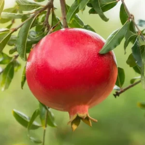 Cold Hardy Pomegranate Tree Live Plant - Red Sweet Pomegranate Fruit - 12-16 Inch - Half Gallon Pot