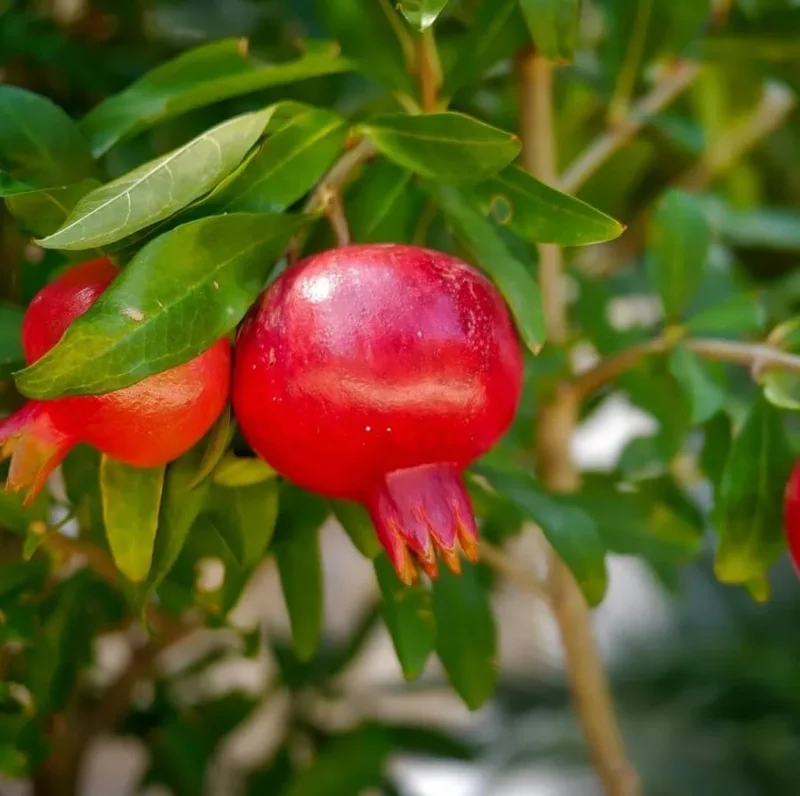 Cold Hardy Pomegranate Tree Live Plant - Red Sweet Pomegranate Fruit - 12-16 Inch - Half Gallon Pot
