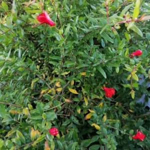 Cold Hardy Pomegranate Tree Live Plant - Red Sweet Pomegranate Fruit - 12-16 Inch - Half Gallon Pot