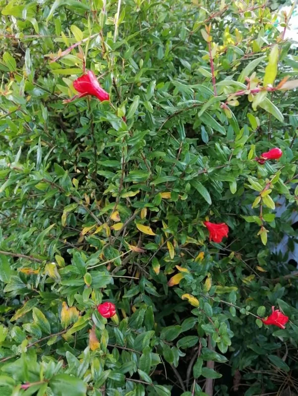Cold Hardy Pomegranate Tree Live Plant - Red Sweet Pomegranate Fruit - 12-16 Inch - Half Gallon Pot
