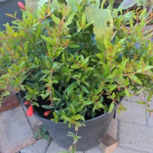 Cold Hardy Pomegranate Tree Live Plant - Red Sweet Pomegranate Fruit - 12-16 Inch - Half Gallon Pot