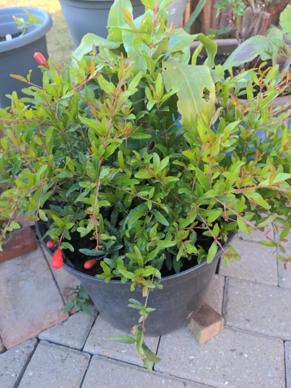 Cold Hardy Pomegranate Tree Live Plant - Red Sweet Pomegranate Fruit - 12-16 Inch - Half Gallon Pot