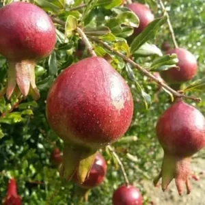 Cold Hardy Pomegranate Tree Live Plant - Red Sweet Pomegranate Fruit - 12-16 Inch - Half Gallon Pot