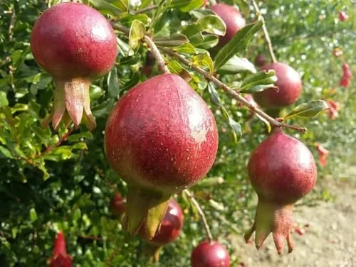 Cold Hardy Pomegranate Tree Live Plant - Red Sweet Pomegranate Fruit - 12-16 Inch - Half Gallon Pot