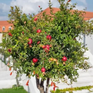 Cold Hardy Pomegranate Tree Live Plant - Red Sweet Pomegranate Fruit - 12-16 Inch - Half Gallon Pot