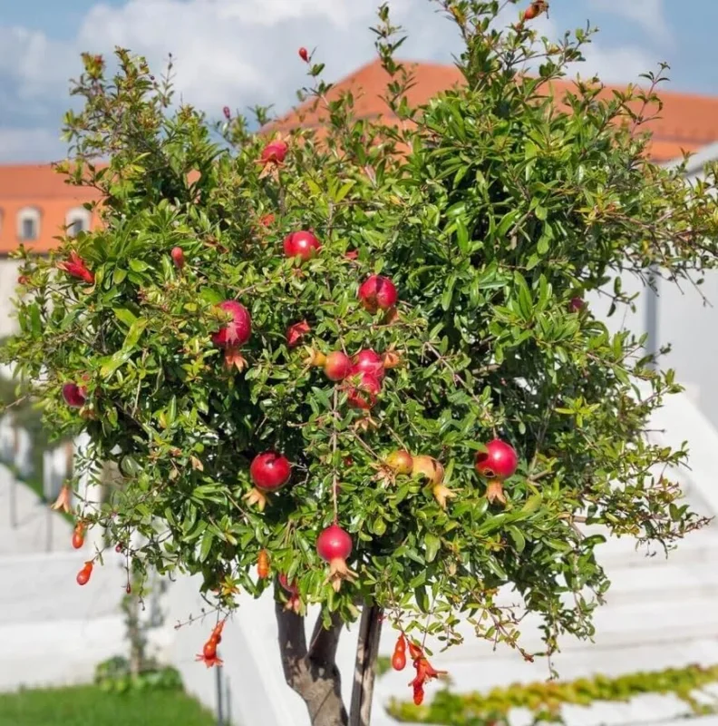 Cold Hardy Pomegranate Tree Live Plant - Red Sweet Pomegranate Fruit - 12-16 Inch - Half Gallon Pot