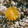 Collector’s Lithops Living Stone Plant – 2" Pot Succulent for Indoor Décor