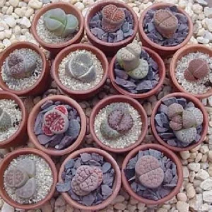 Collector’s Lithops Living Stone Plant – 2