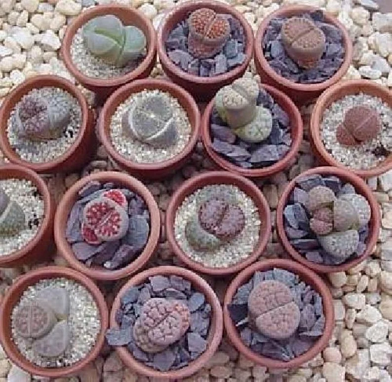 Collector’s Lithops Living Stone Plant – 2" Pot Succulent for Indoor Décor