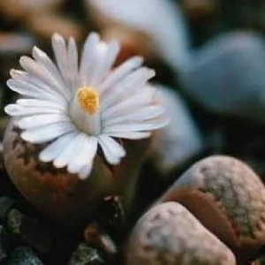 Collector’s Lithops Living Stone Plant – 2