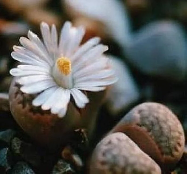 Collector’s Lithops Living Stone Plant – 2" Pot Succulent for Indoor Décor