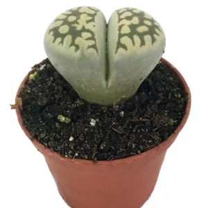 Collector’s Lithops Living Stone Plant – 2