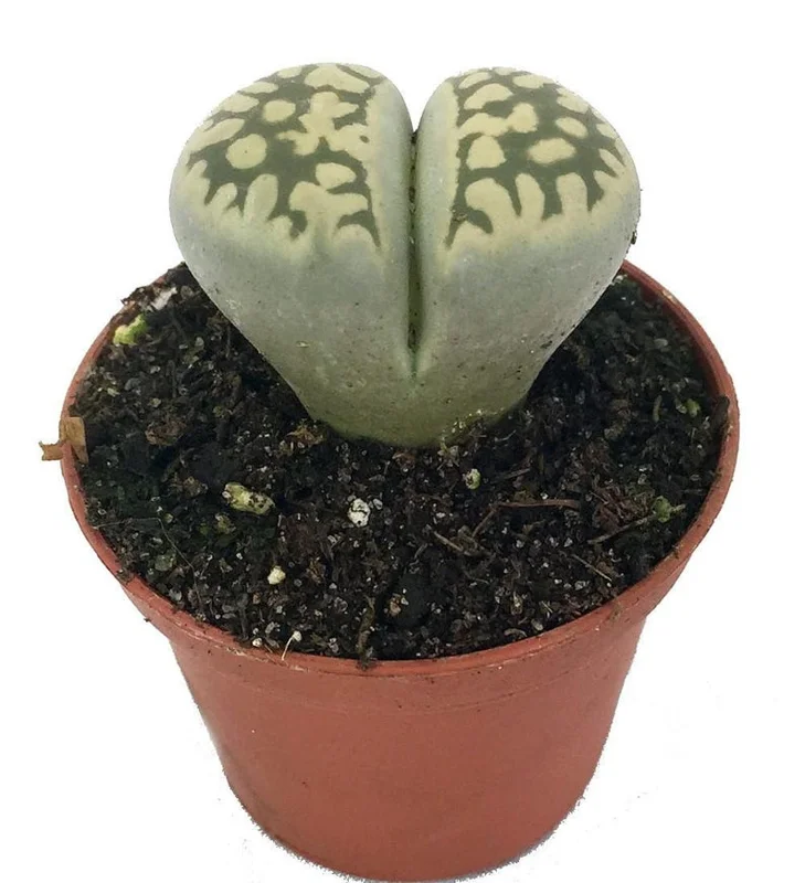 Collector’s Lithops Living Stone Plant – 2" Pot Succulent for Indoor Décor