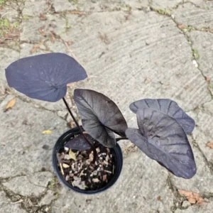 Colocasia Black Coral Live Plant - 10” Tall in 4” Pot - Indoor & Outdoor